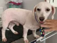 POODLEZINHO BRANCO