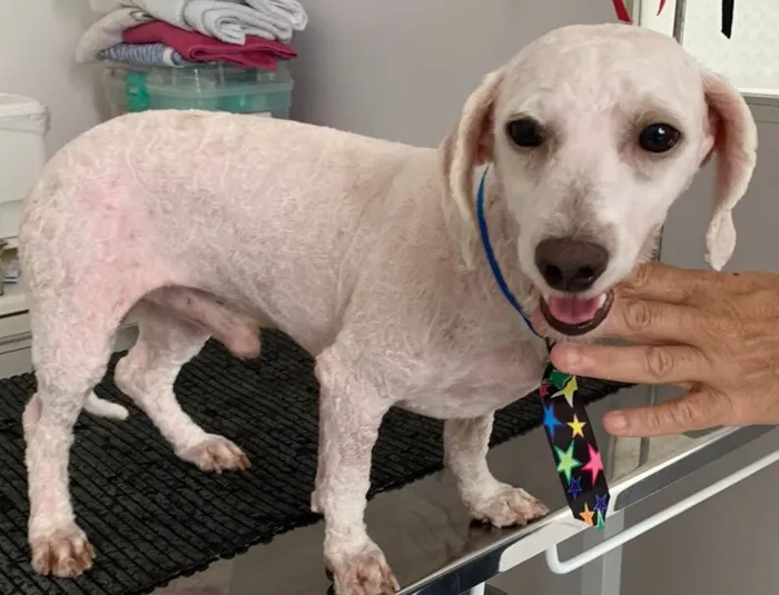 Cachorro ra a Poodle idade 2 anos nome POODLEZINHO BRANCO