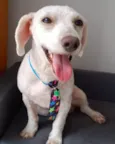 POODLEZINHO BRANCO