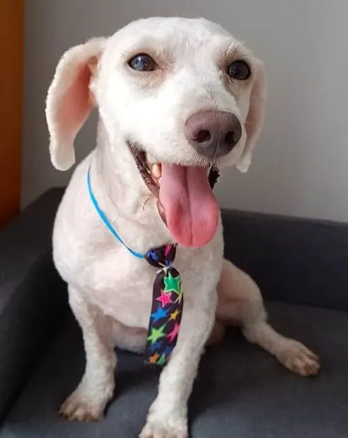 Cachorro ra a Poodle idade 2 anos nome POODLEZINHO BRANCO