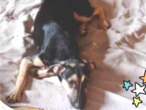 Cachorro raça SRD-ViraLata idade 2 a 6 meses nome ISABELLA