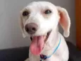 POODLEZINHO BRANCO