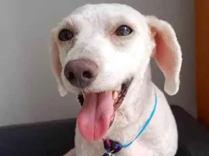 Cachorro raça Poodle idade 2 anos nome POODLEZINHO BRANCO