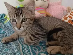 Gato raça SRD-ViraLata idade 2 a 6 meses nome TIGRINHA