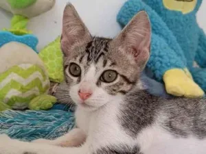 Gato raça SRD-ViraLata idade 2 a 6 meses nome TIGRINHO BRANCO