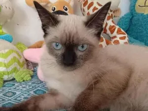 Gato raça MIX SIAMESA idade 2 a 6 meses nome SIAMESINHA LINDA