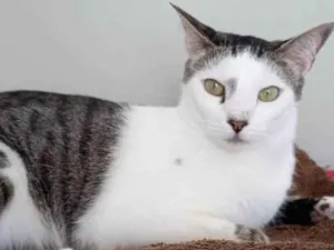 Gato raça  idade 1 ano nome TOY (CASTRADO)