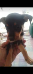 Família AA