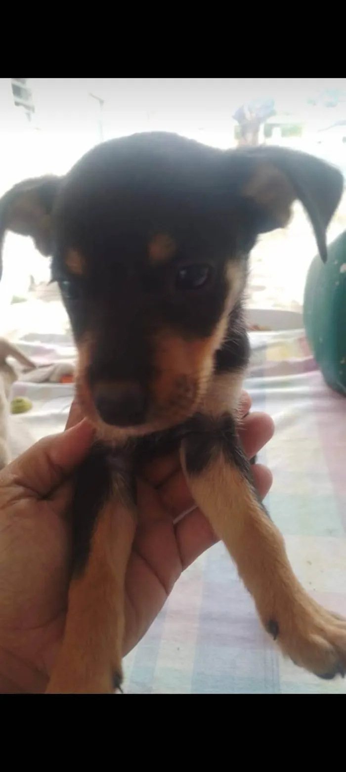 Cachorro ra a SRD-ViraLata idade 2 a 6 meses nome Família AA