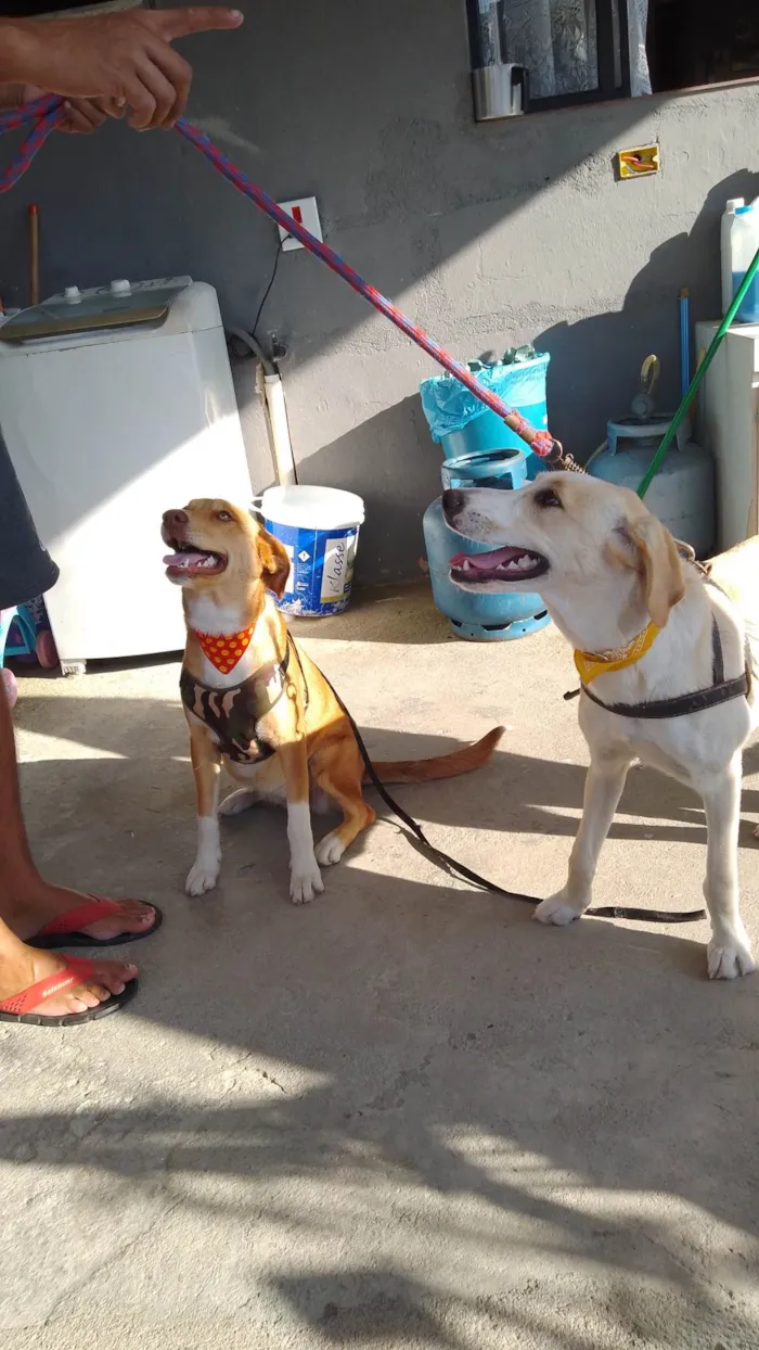 Cachorro ra a Srd idade 7 a 11 meses nome Cacau e Amora