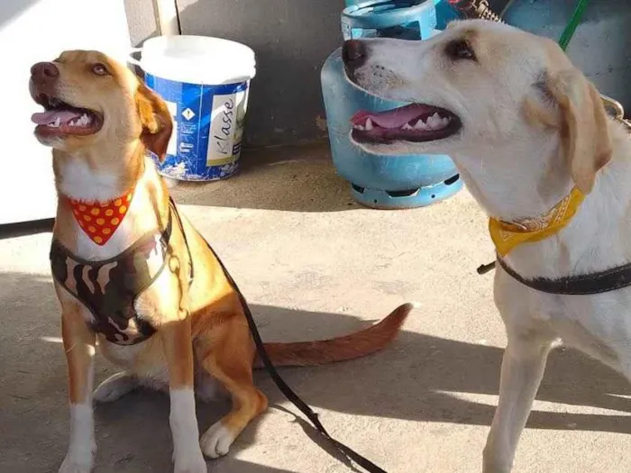 Cachorro ra a Srd idade 7 a 11 meses nome Cacau e Amora