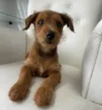 Tico