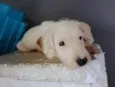 Bebês