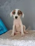 Bebês