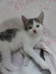 Ravi