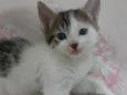 Ravi