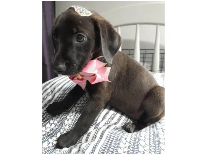Cachorro ra a SRD-ViraLata idade 2 a 6 meses nome Filhotes 2 meses