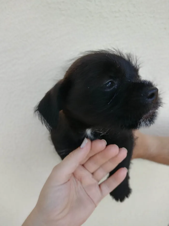 Cachorro ra a Shitzu com vira lata  idade Abaixo de 2 meses nome Sem nome 