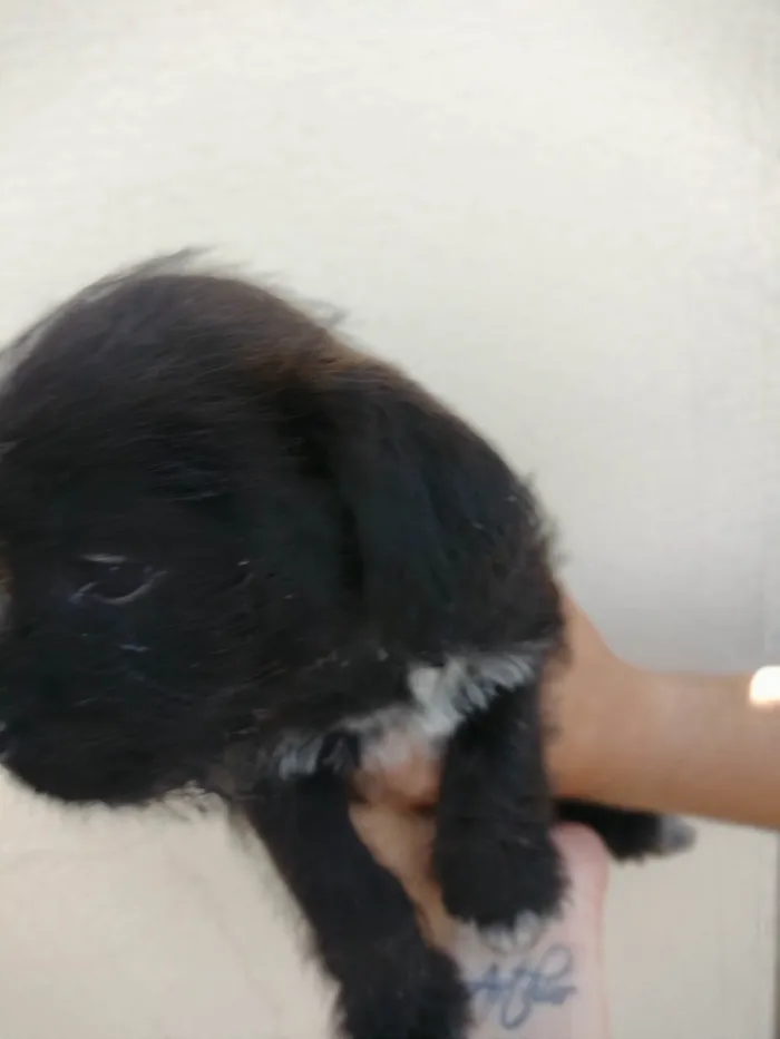 Cachorro ra a Shitzu com vira lata  idade Abaixo de 2 meses nome Sem nome 