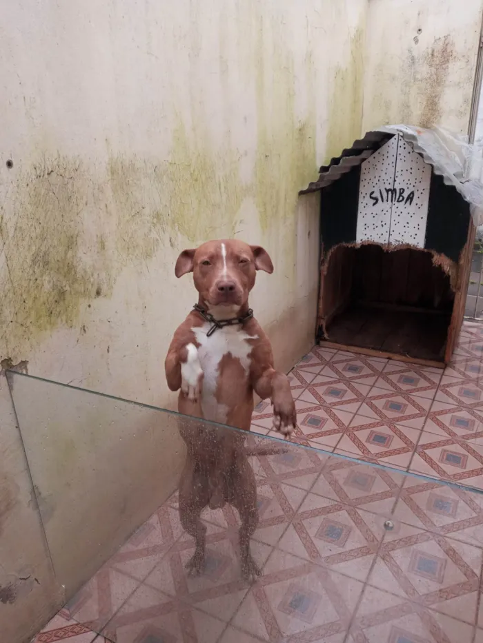 Cachorro ra a Pit-Bull idade 4 anos nome Sinba 