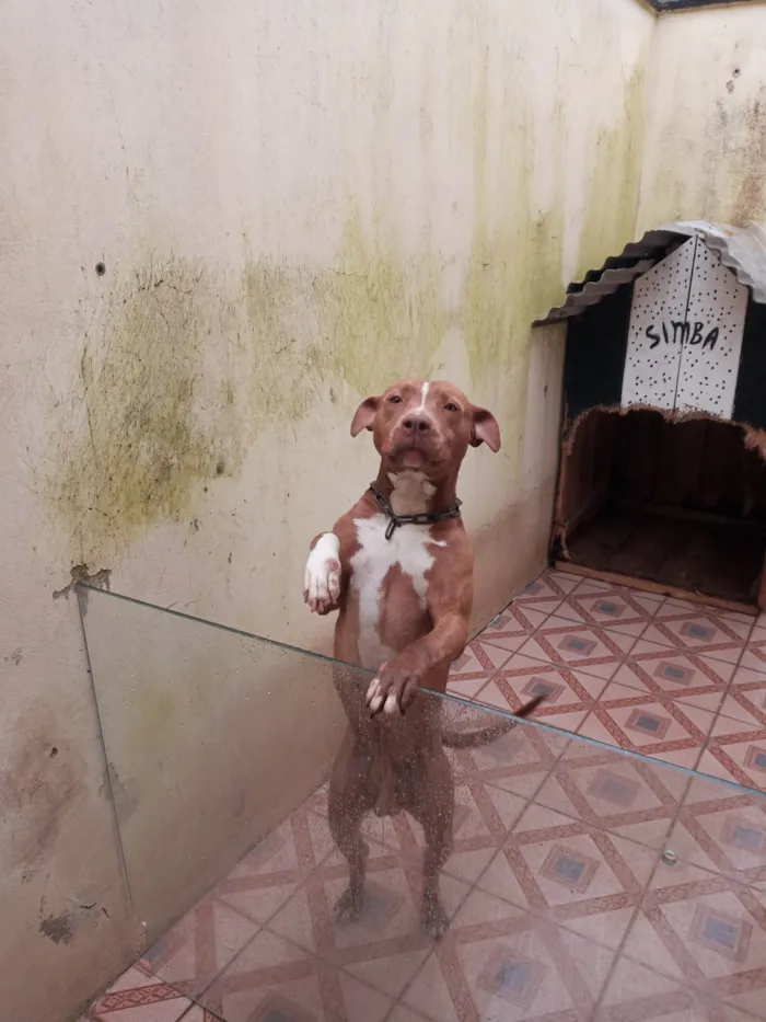 Cachorro ra a Pit-Bull idade 4 anos nome Sinba 