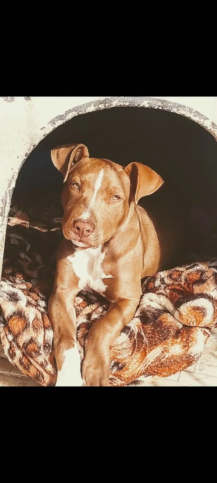 Cachorro ra a Pit-Bull idade 4 anos nome Sinba 