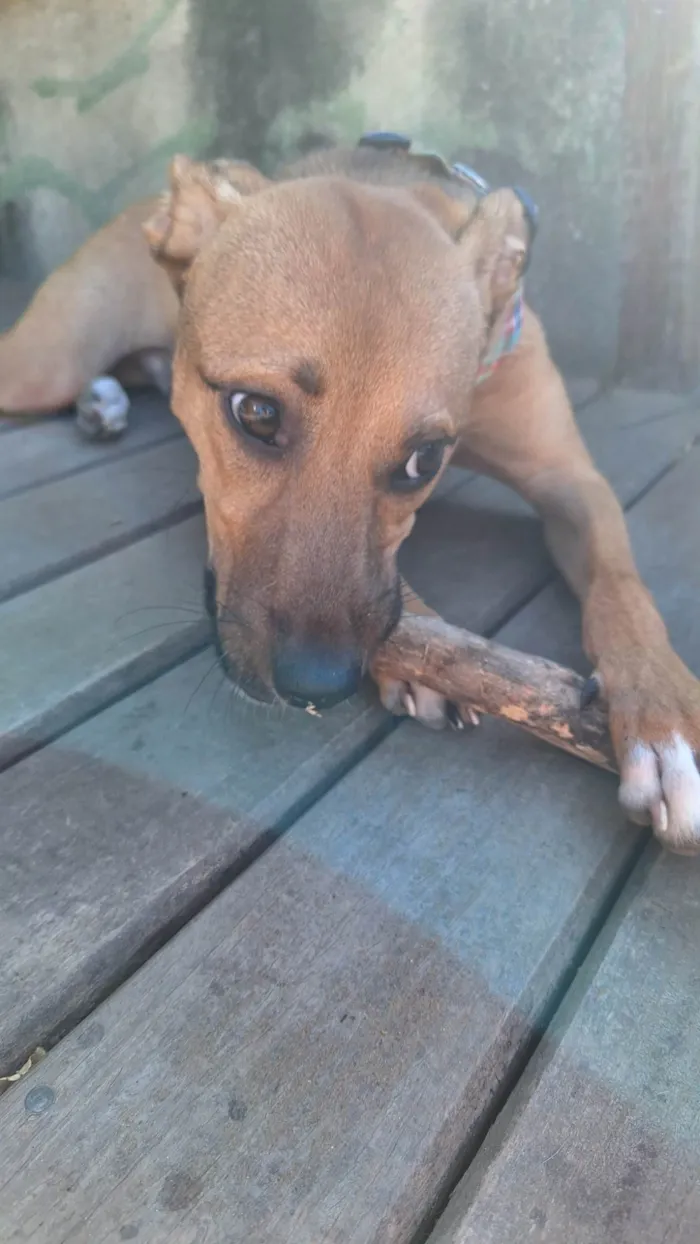 Cachorro ra a SRD idade 1 ano nome Xodó