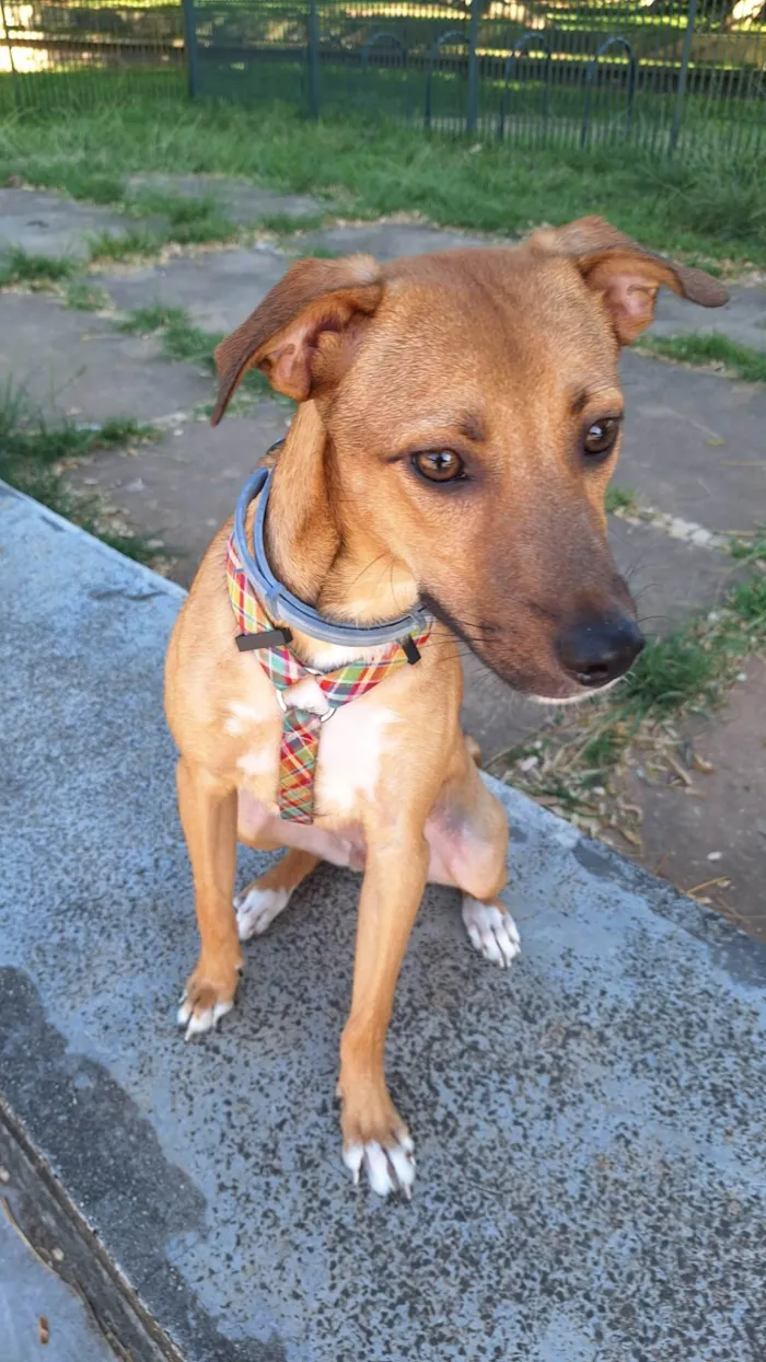 Cachorro ra a SRD idade 1 ano nome Xodó