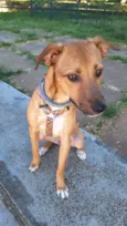 Xodó