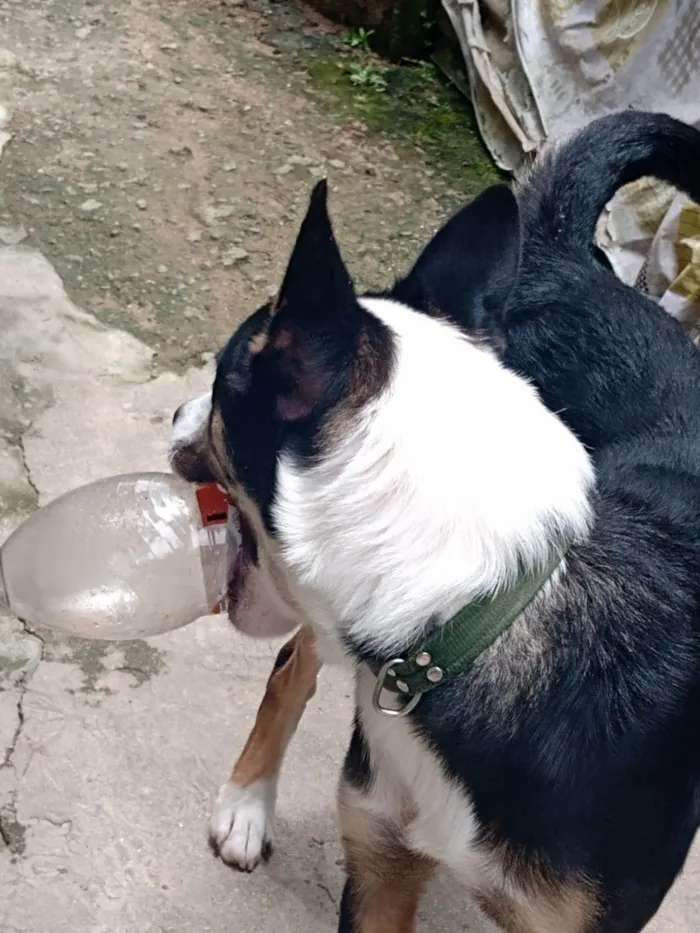 Cachorro ra a Raça misturada idade 1 ano nome Pingo 