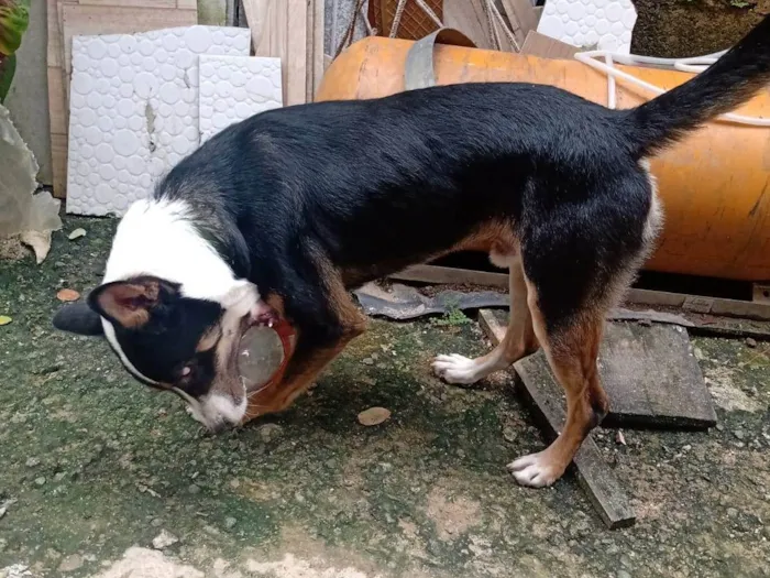 Cachorro ra a Raça misturada idade 1 ano nome Pingo 