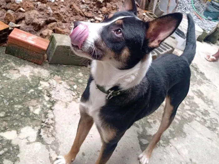 Cachorro ra a Raça misturada idade 1 ano nome Pingo 