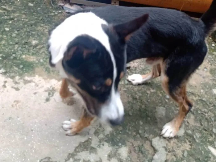 Cachorro ra a Raça misturada idade 1 ano nome Pingo 