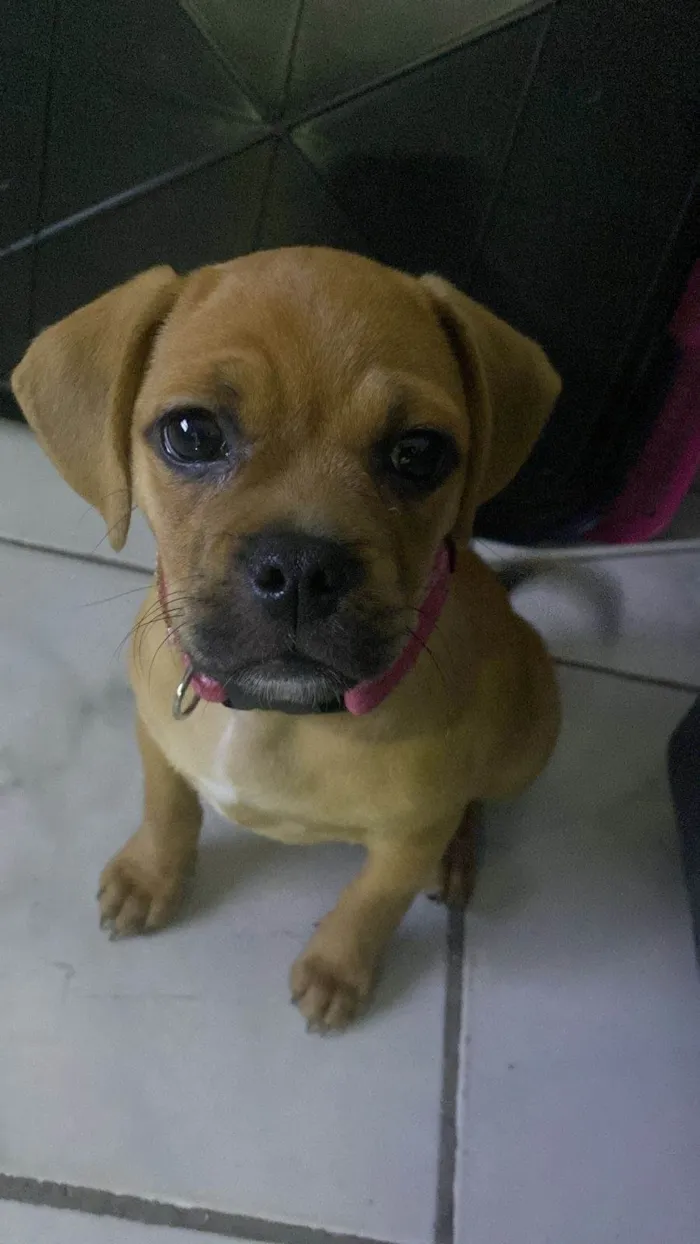Cachorro ra a Puggle idade 2 a 6 meses nome Brisa