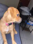 Brisa