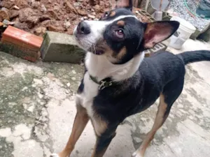 Cachorro raça Raça misturada idade 1 ano nome Pingo 