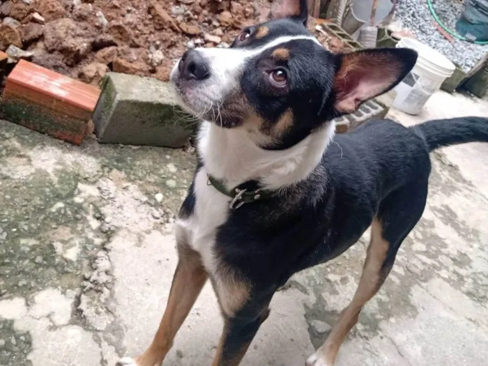 Cachorro ra a Raça misturada idade 1 ano nome Pingo 