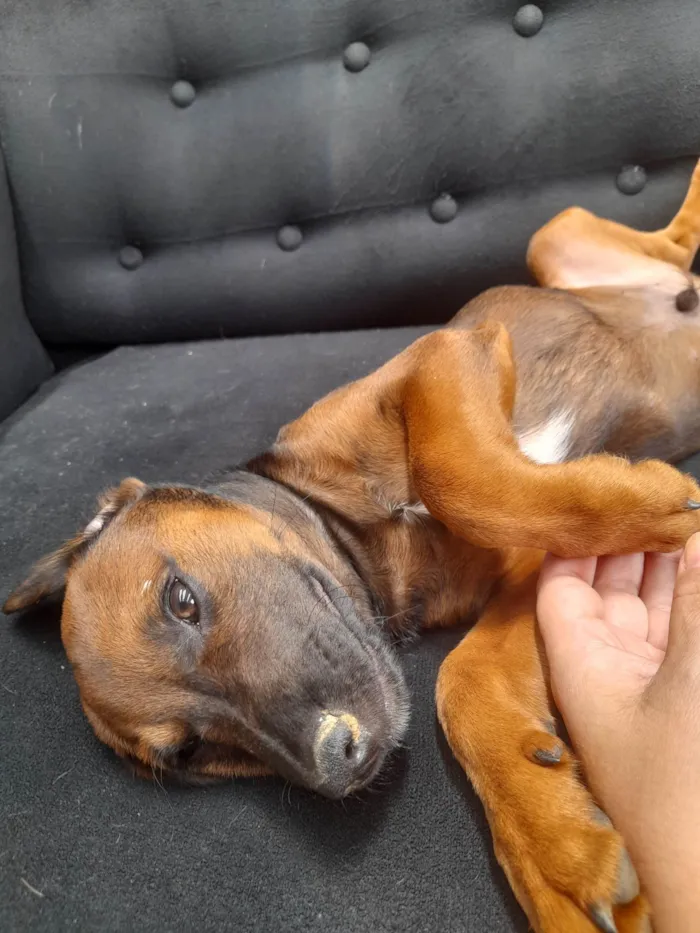 Cachorro ra a Sem raça definida idade 2 a 6 meses nome Neguinho