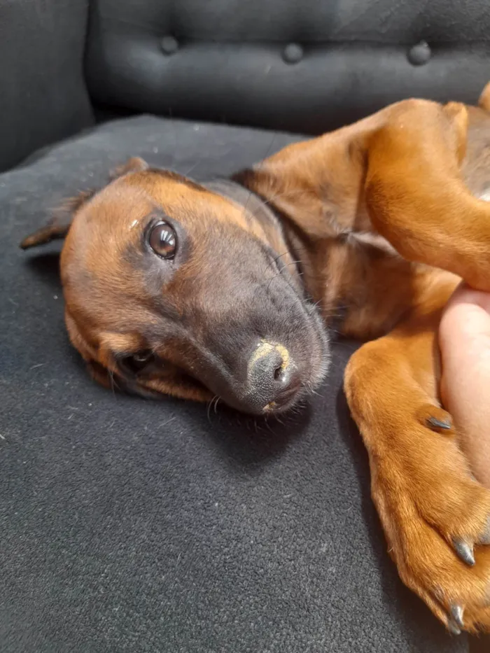 Cachorro ra a Sem raça definida idade 2 a 6 meses nome Neguinho