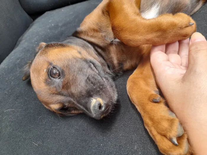 Cachorro ra a Sem raça definida idade 2 a 6 meses nome Neguinho