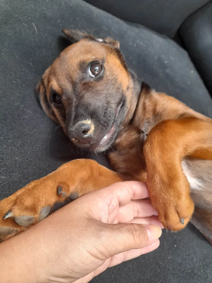 Cachorro ra a Sem raça definida idade 2 a 6 meses nome Neguinho