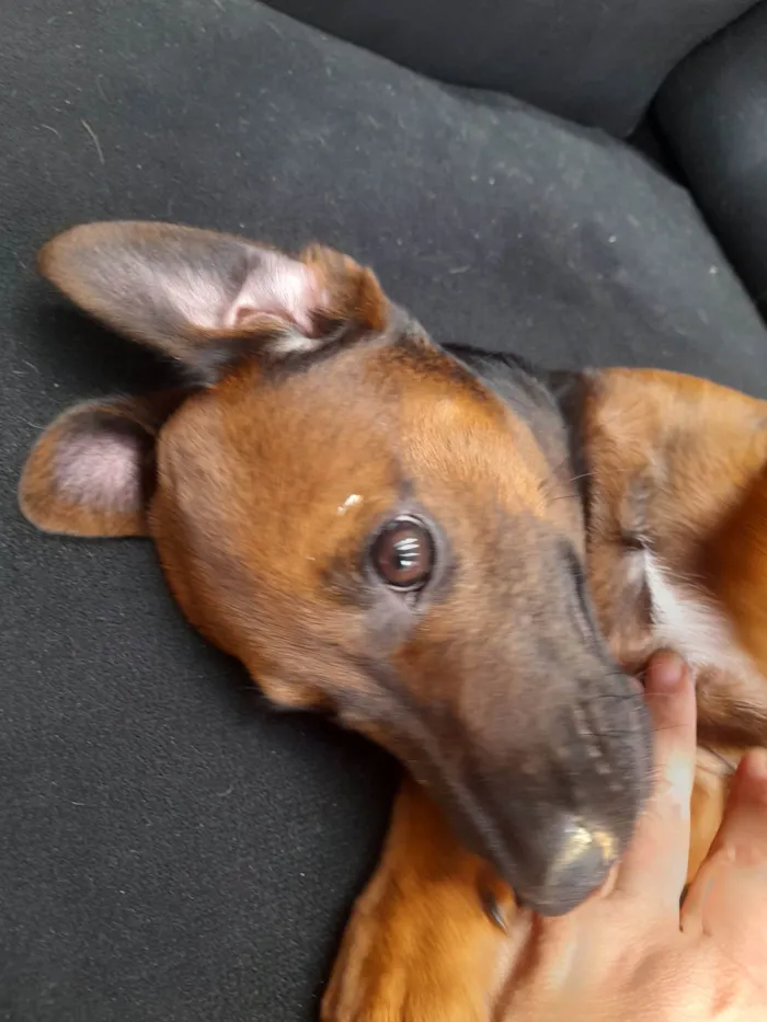 Cachorro ra a Sem raça definida idade 2 a 6 meses nome Neguinho