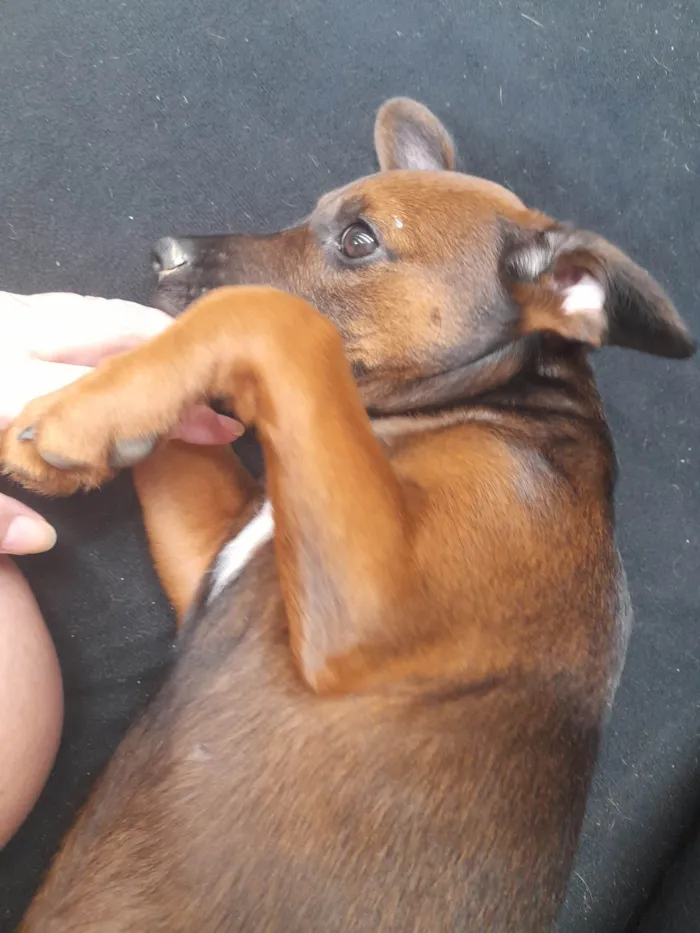 Cachorro ra a Sem raça definida idade 2 a 6 meses nome Neguinho