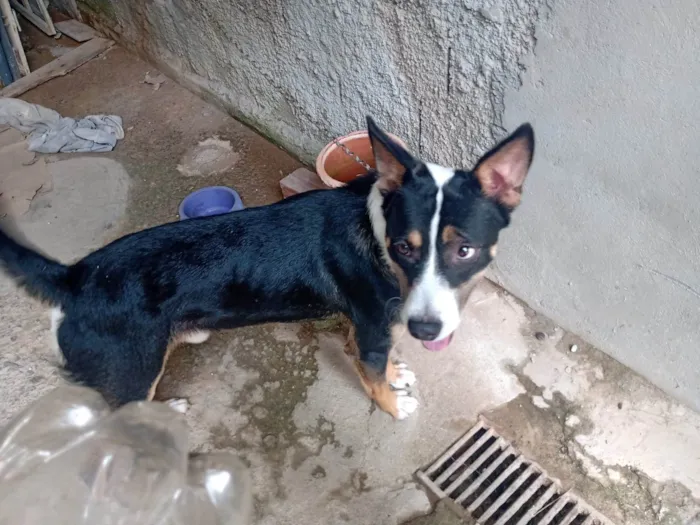 Cachorro ra a Raça misturada idade 1 ano nome Pingo 