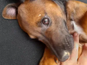 Cachorro raça Sem raça definida idade 2 a 6 meses nome Neguinho