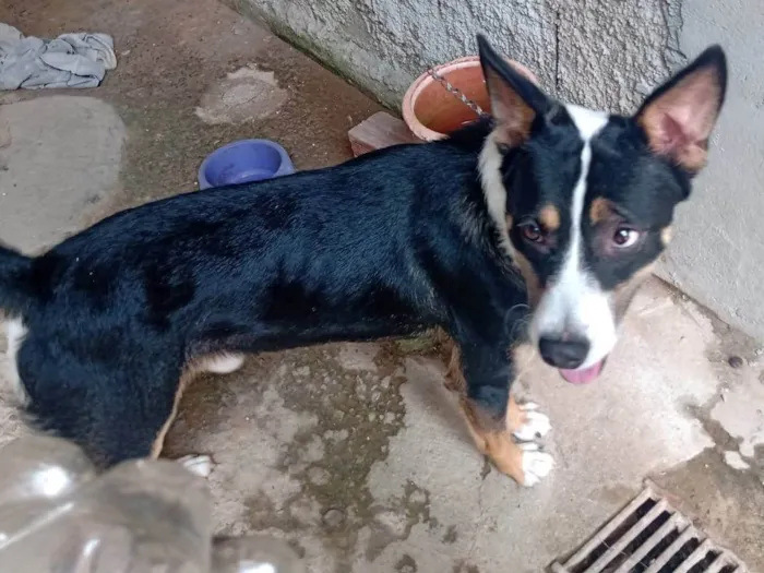 Cachorro ra a Raça misturada idade 1 ano nome Pingo 