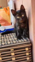 Amora