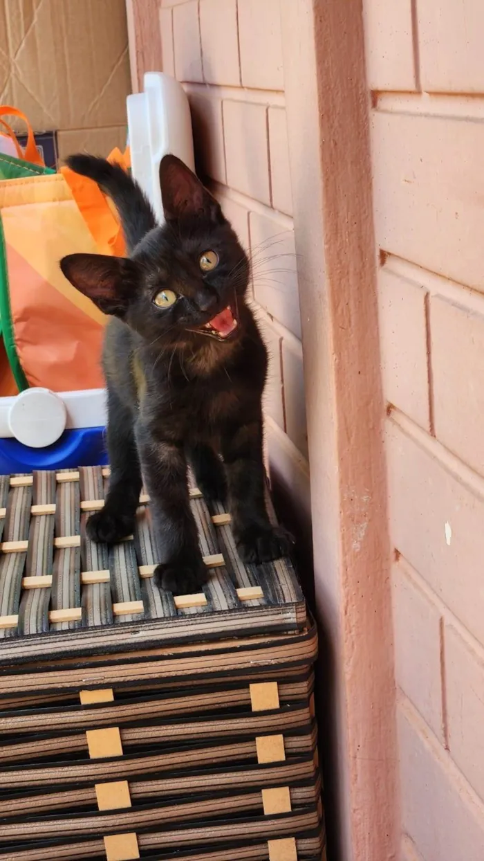 Gato ra a Srd idade 2 a 6 meses nome Amora