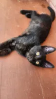 Amora