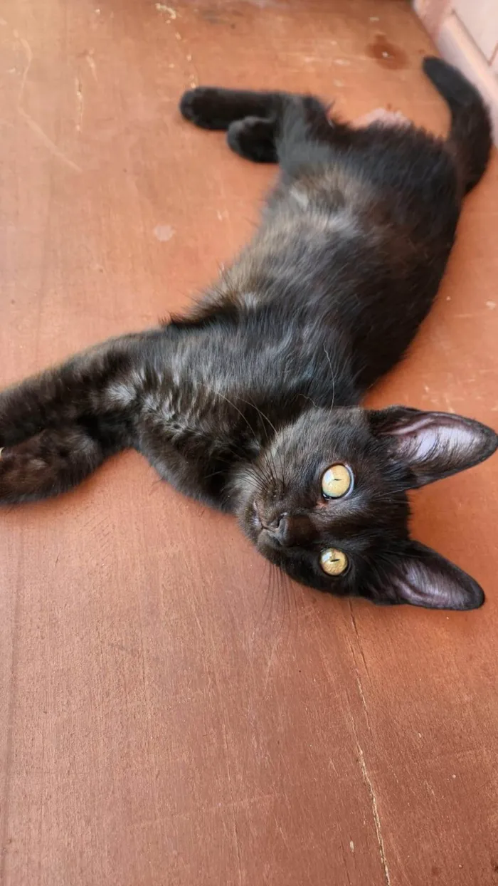 Gato ra a Srd idade 2 a 6 meses nome Amora